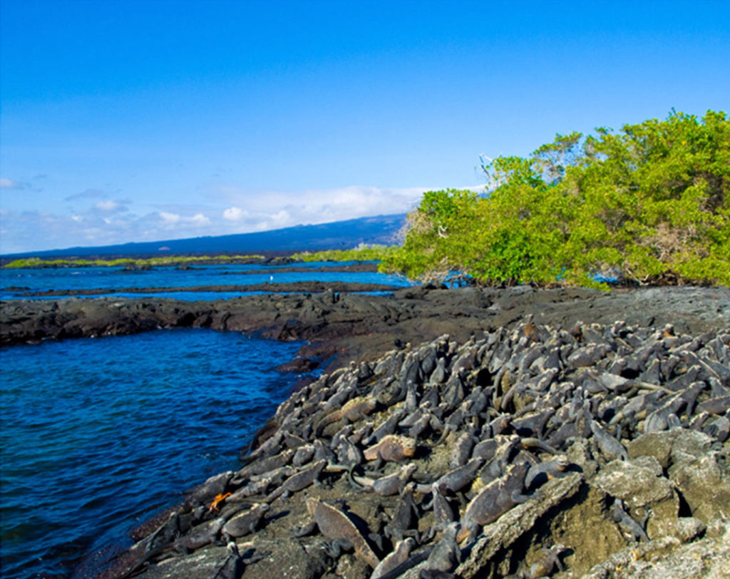 7 Reasons to Add the Galapagos to Your Winter Bucket List Voyagers Travel Specialists Santiago island | Galapagos islands