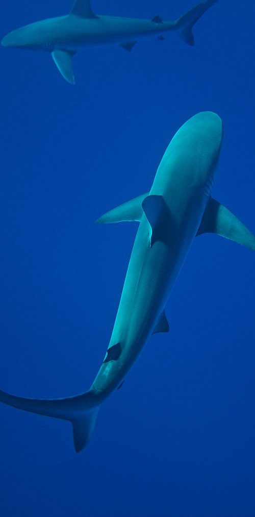 galapagos islands sharks