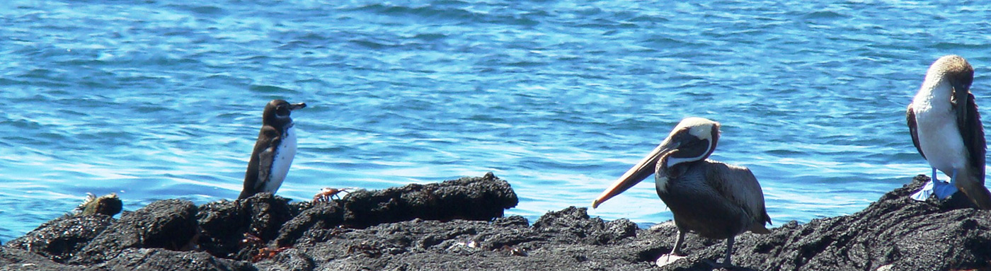 Galapagos Islands human history | Pirates, explorers, and more