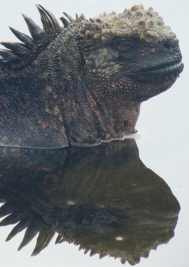 iguana galapagos 