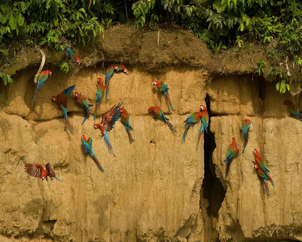 Huacamayos Puerto Maldonado