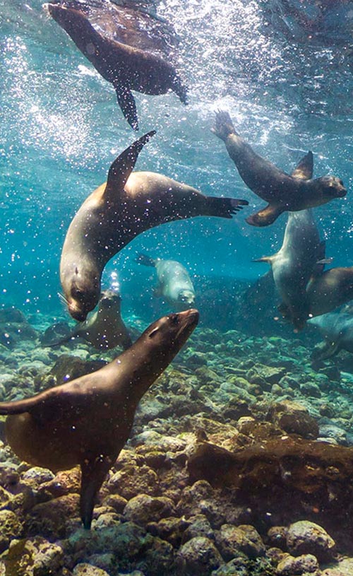 galapagos sea lions