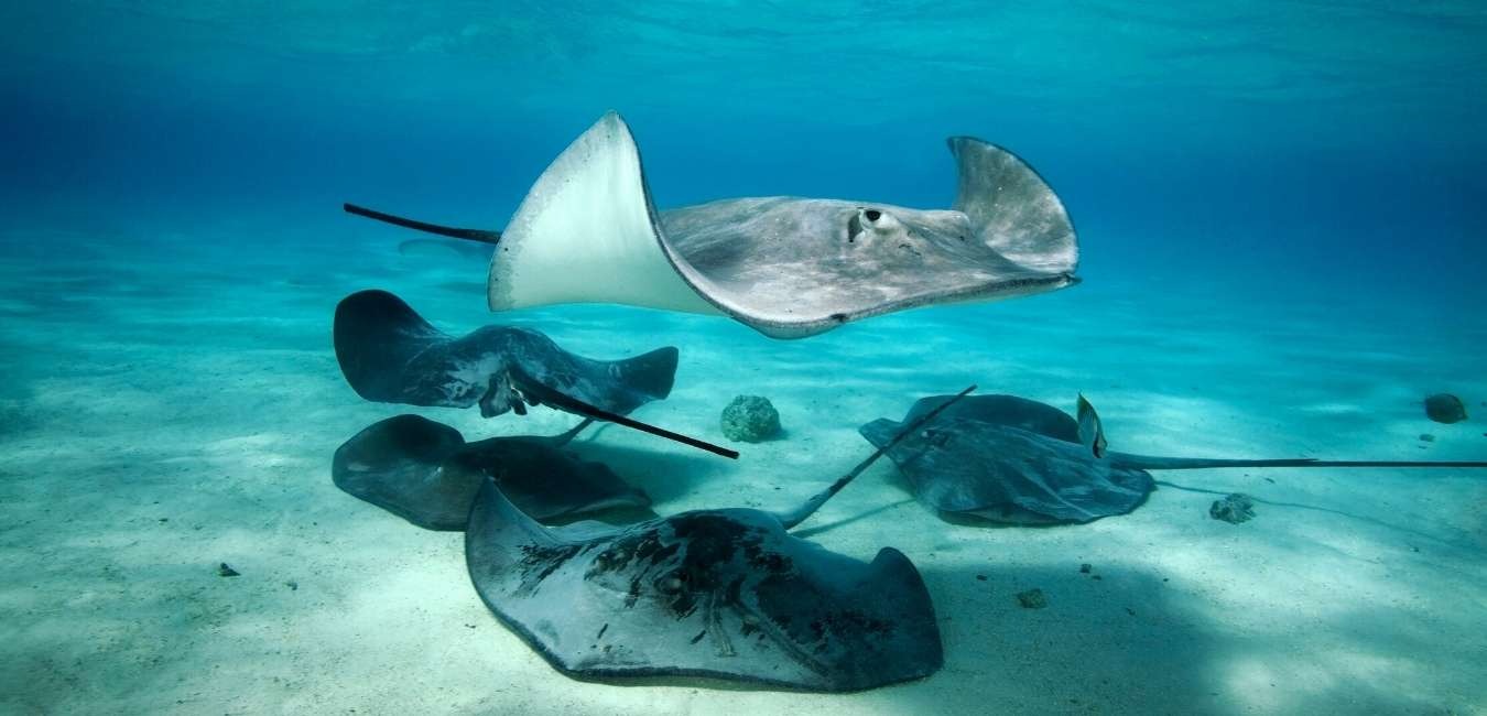 Galapagos Rays