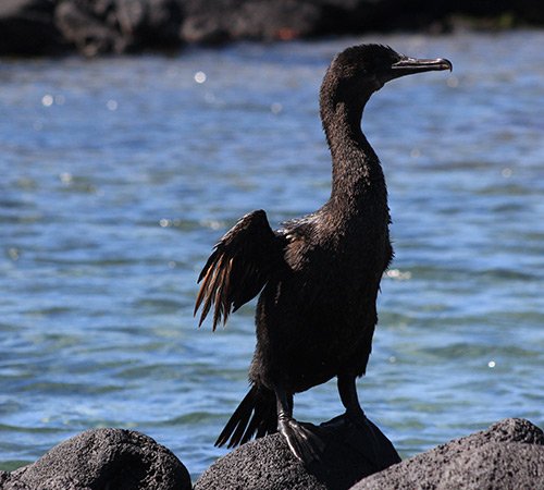 Galapagos Cormorant