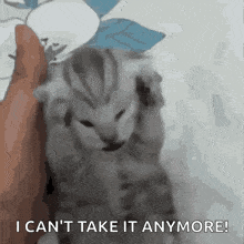 cat-holding-head-cat