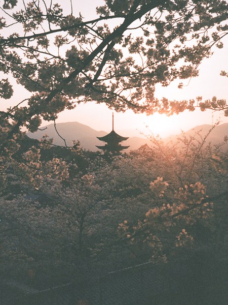 Soleil de cerisiers