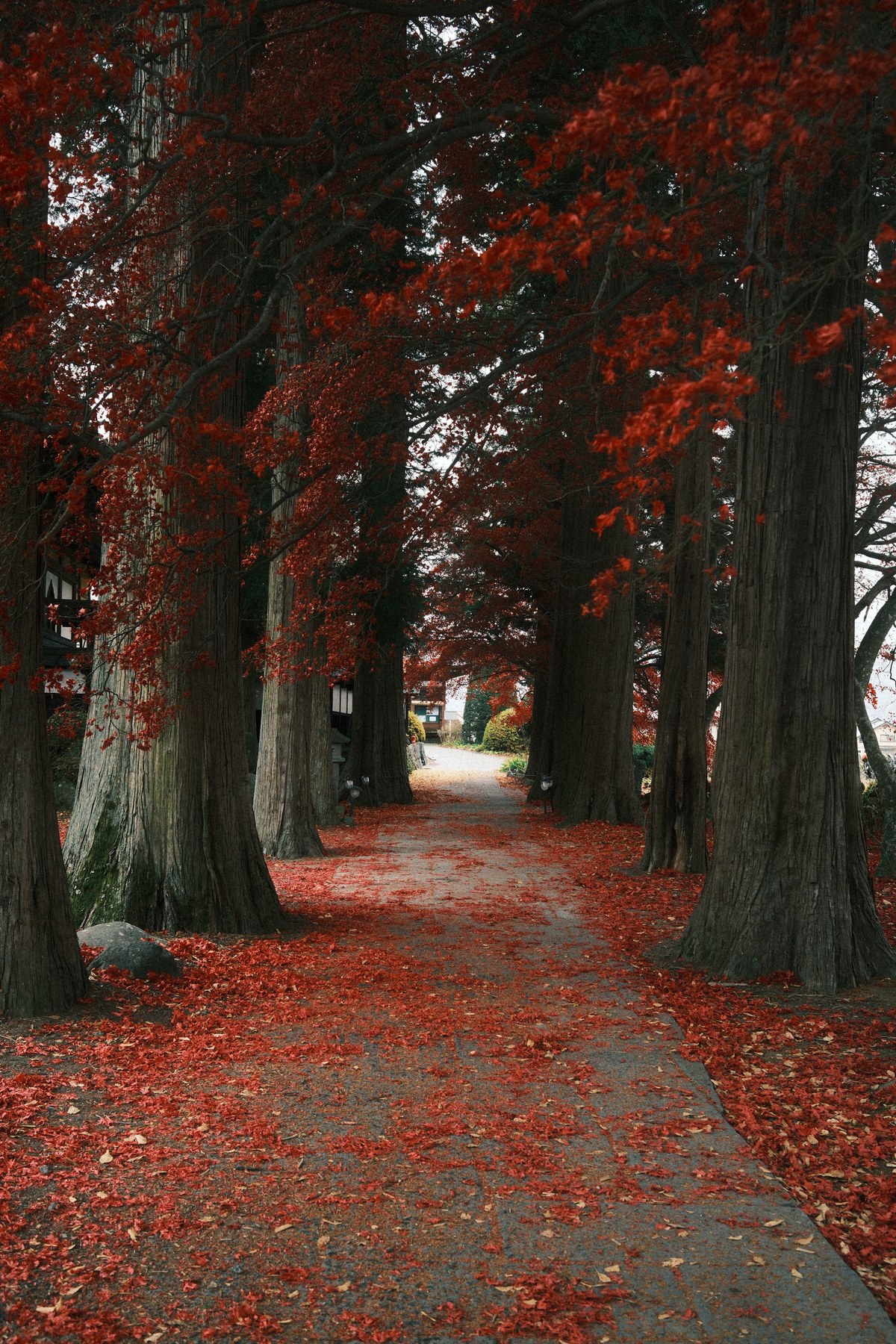 Chemin rouge