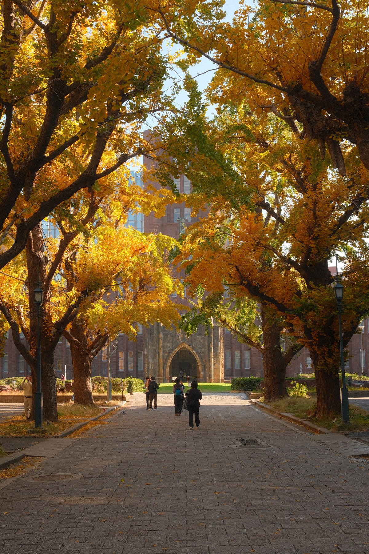 Avenue des ginkgos