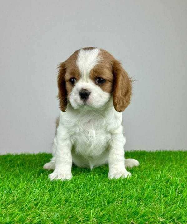 King Charles Cavalier bicolor de vanzare