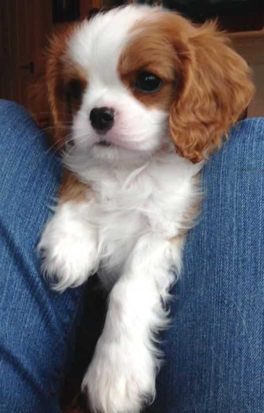 Pui Cavalier King Charles Spaniel băiețel bicolor cu pedigree