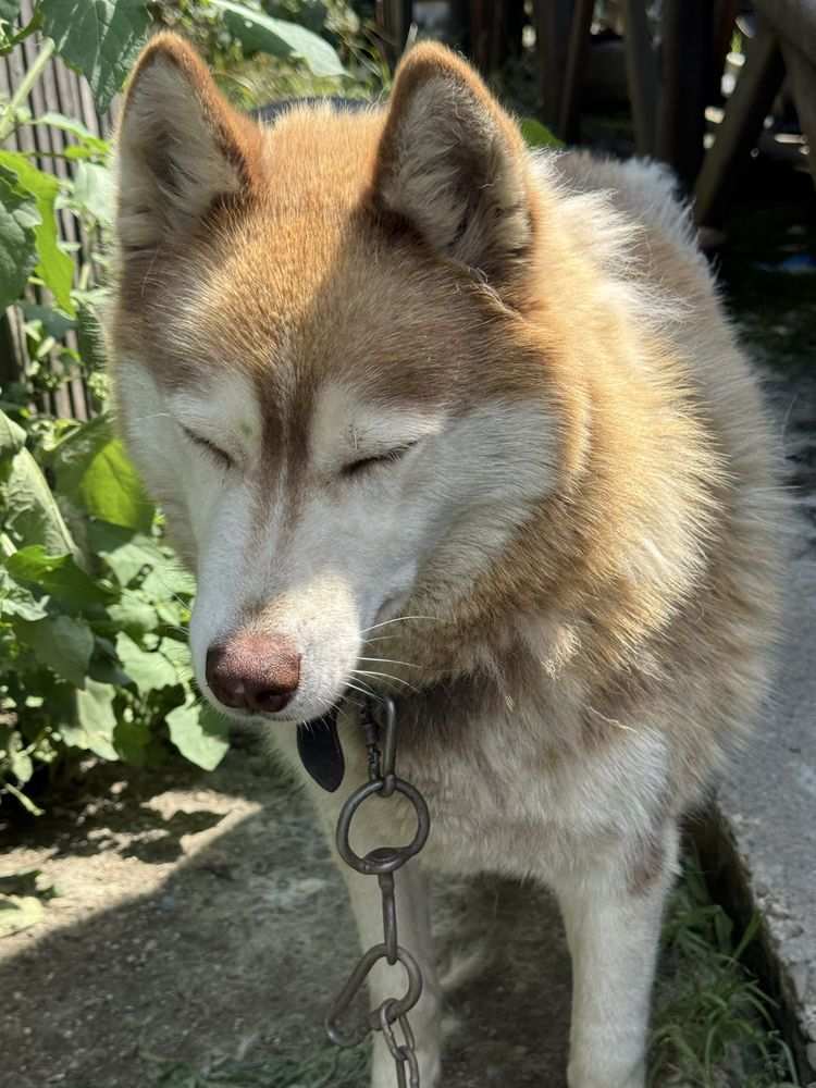 Husky, câine spre adopție