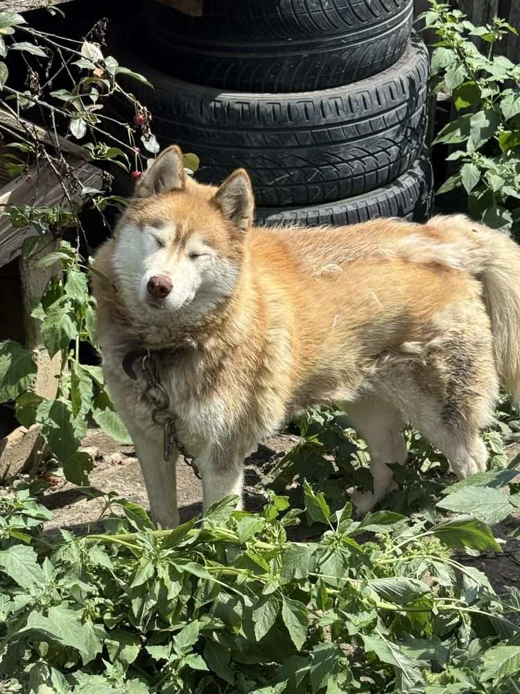 Husky, câine spre adopție