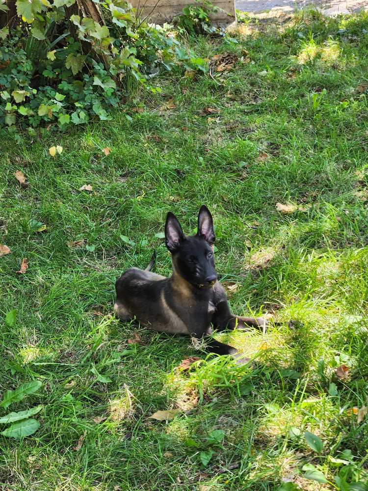 Malinois Mascul Ciobănesc Belgian