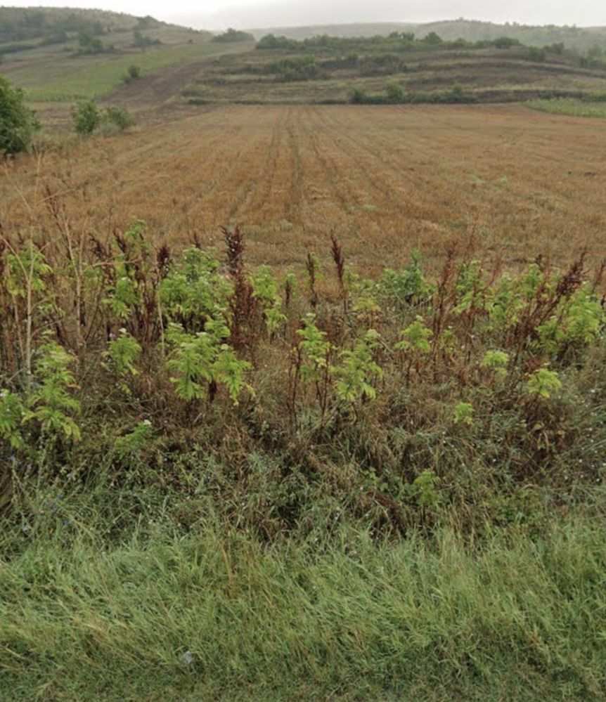 Teren intravilan 6500 mp Șimnicu de Sus