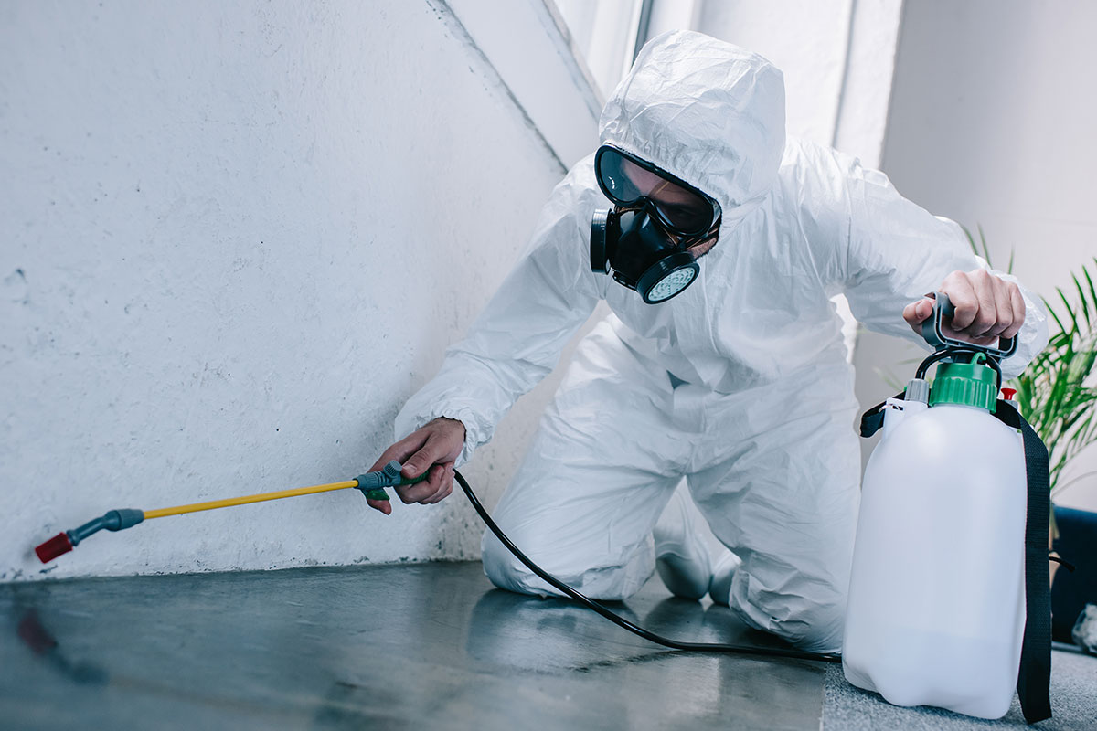 Pest Control (Rodents)