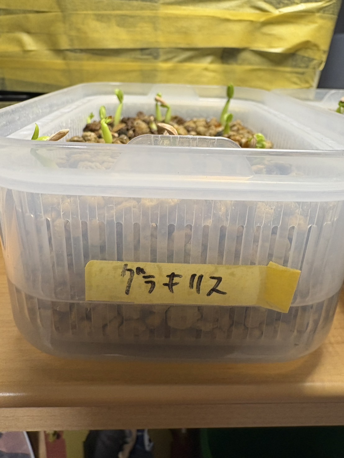 S__379633767.jpg