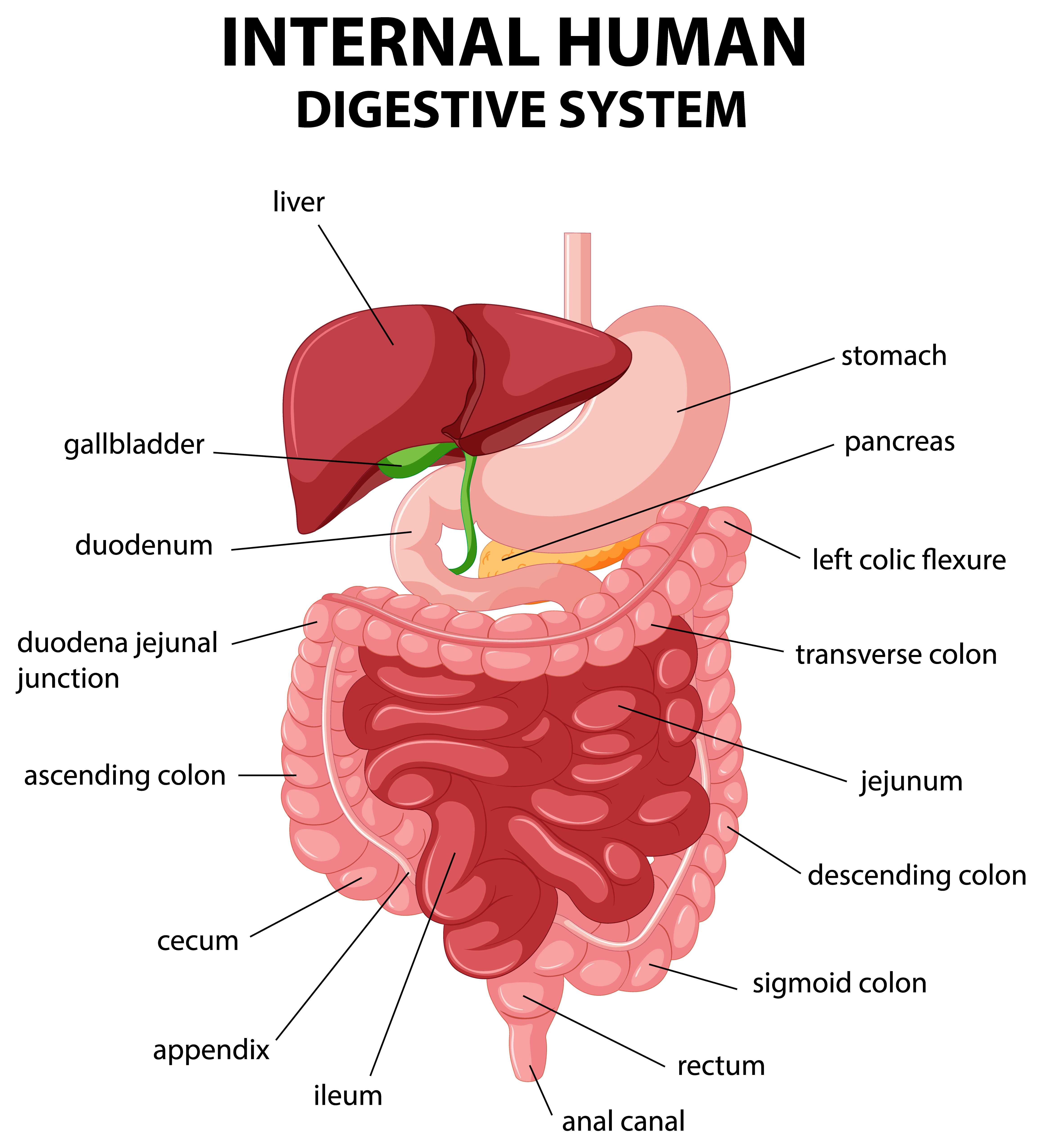 An awareness poster for World IBS Day 2025 with a digestive system illustration.