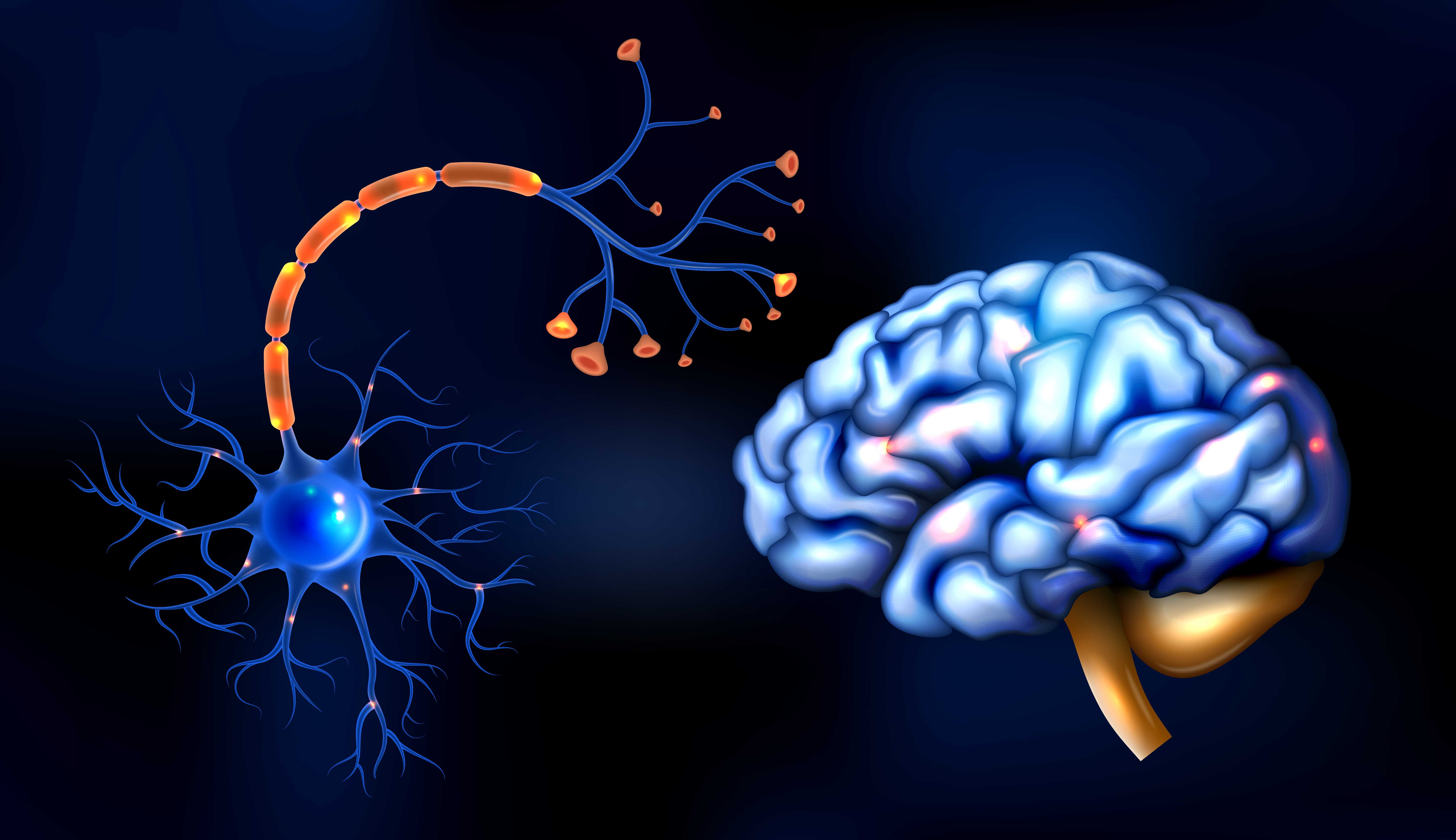 Illustration of a human brain with dopamine pathways highlighted.