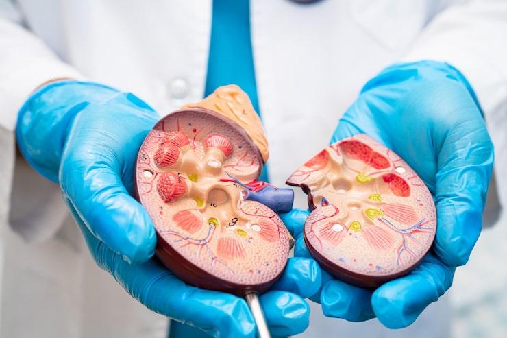 Doctor discussing kidney health