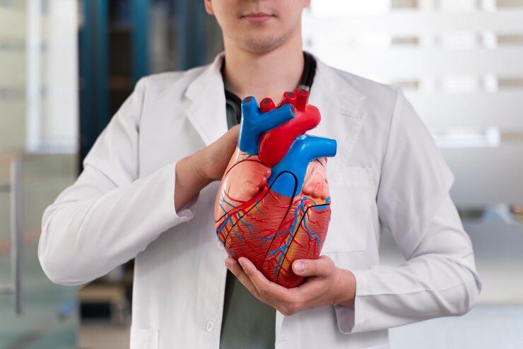 doctor holding an anatomical model of a heart