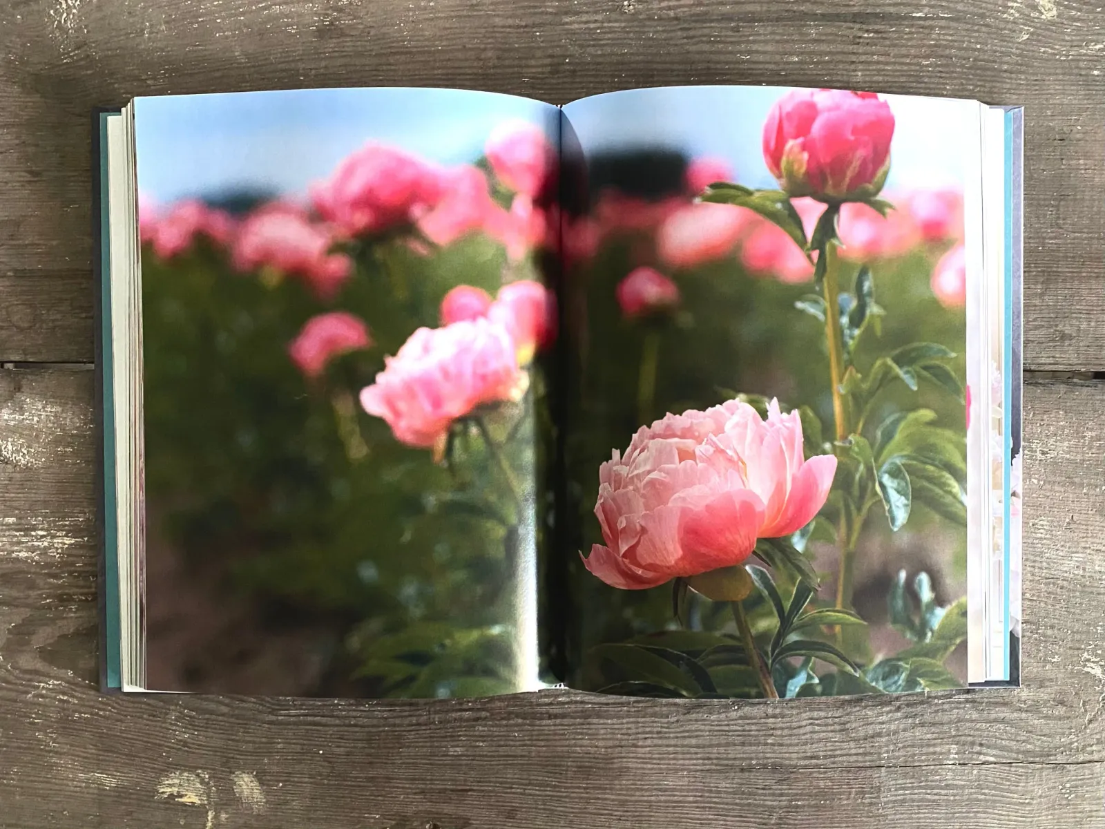 Peonies; Beautiful Varieties for Home and Garden by Jane Estoe