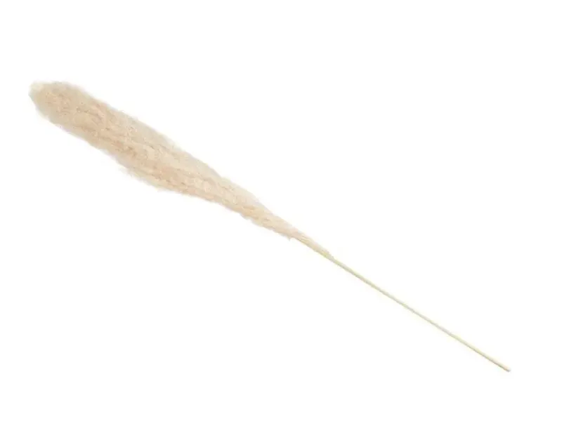 Preserved Pampas Grass Stem
