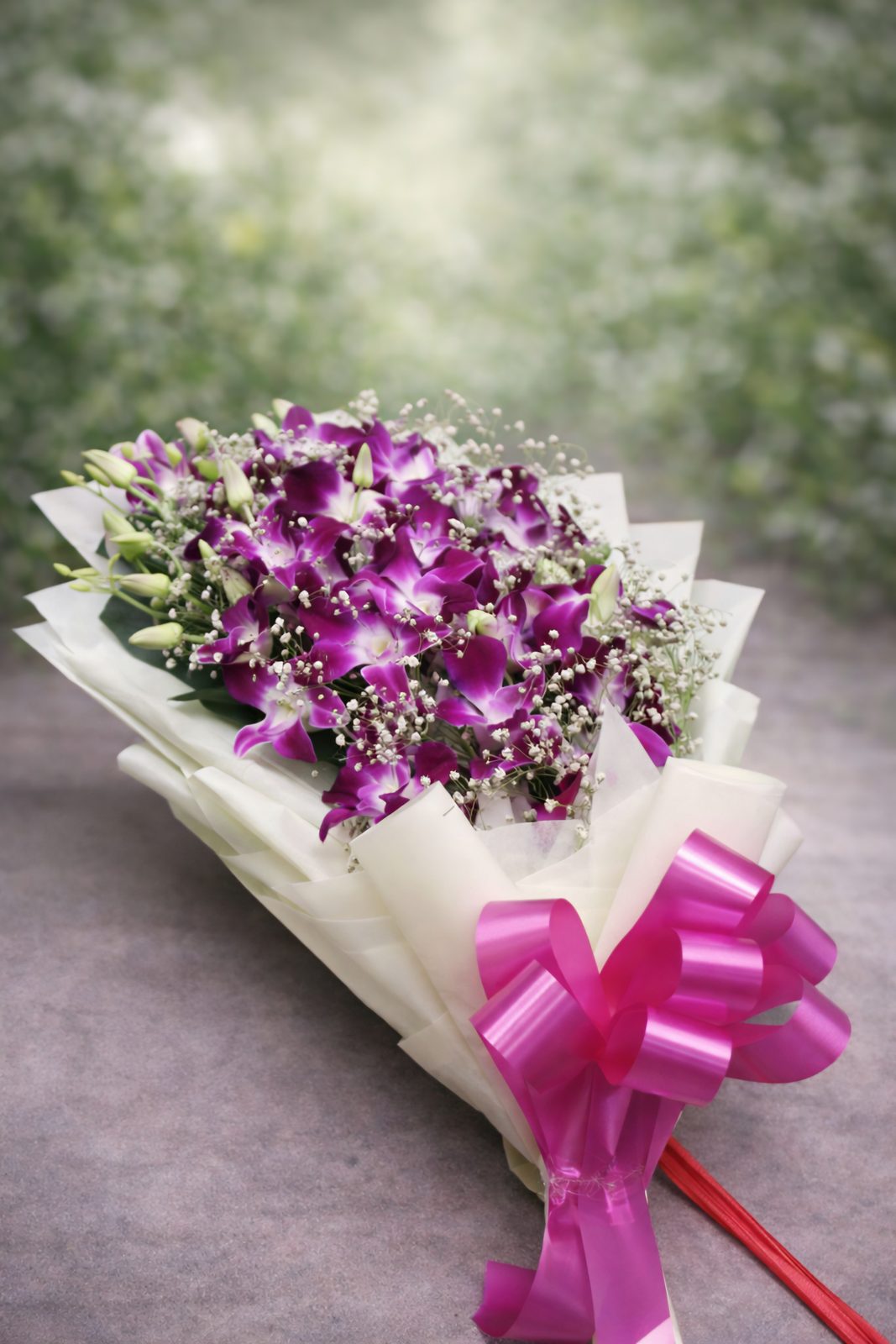 Orchid serenade