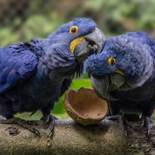 Zoo Complexo Ambiental Cyro Gevaerd