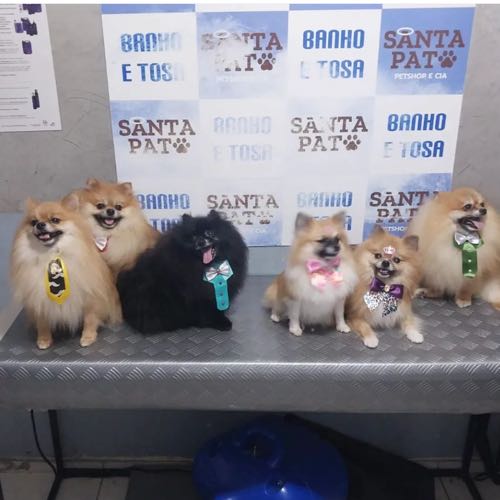 Santa Pata Pet Shop (Serviços)