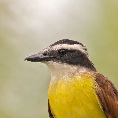 Aruá (TRILHA RESERVA SAPIRANGA)