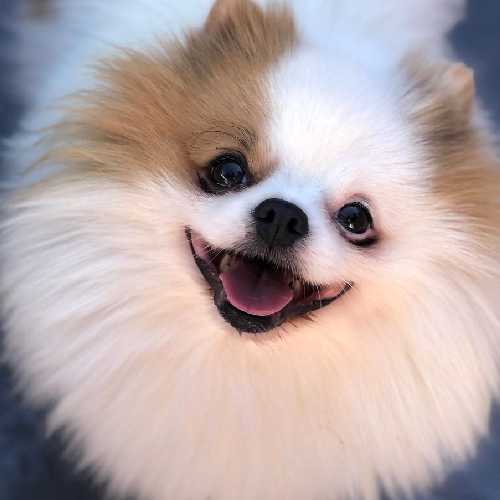 Pet Lover Pet Shop (Banho) 