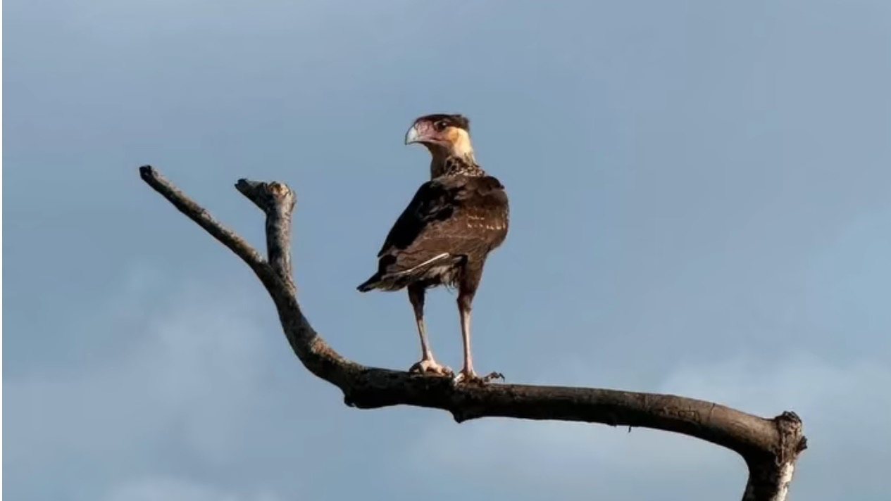 Parque Dos Falcões 