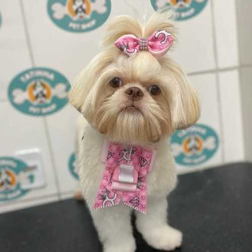 Tatinha Pet Shop - Unidade Embaré 