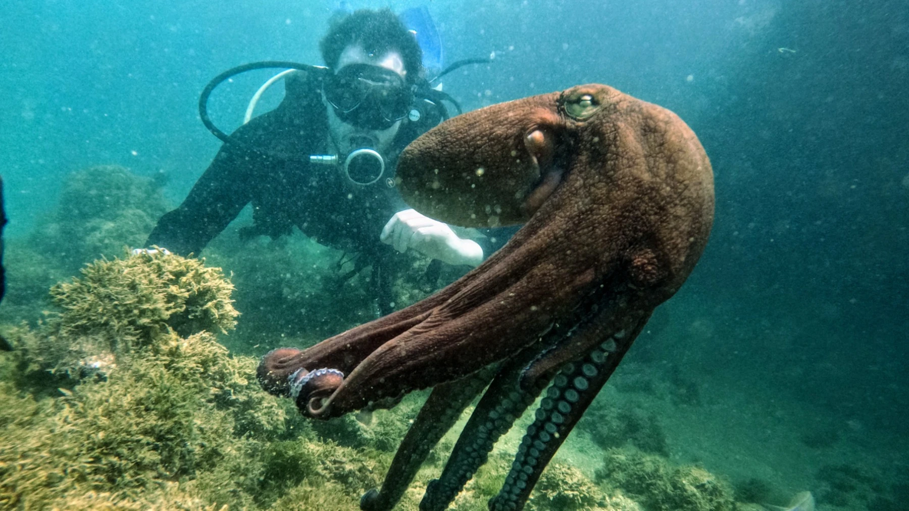 Recife Dive - Mergulho