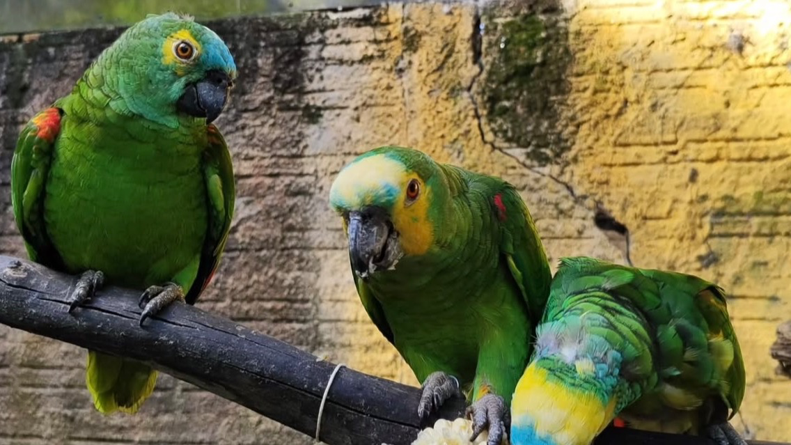 Zoológico São Braz 