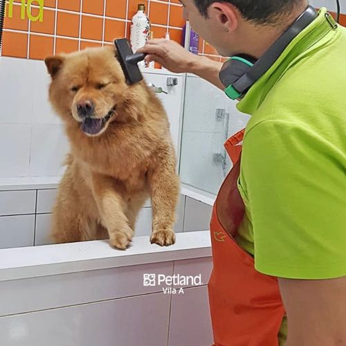 Petland Estética (Banho ou Tosa)