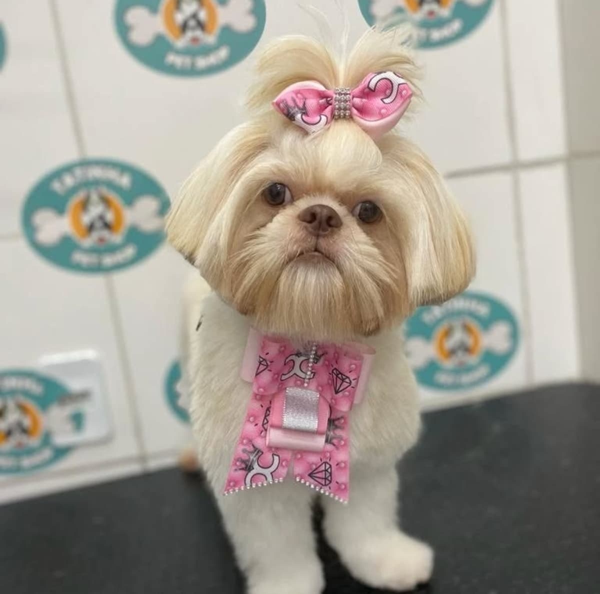 Tatinha Pet Shop - Unidade Marapé 