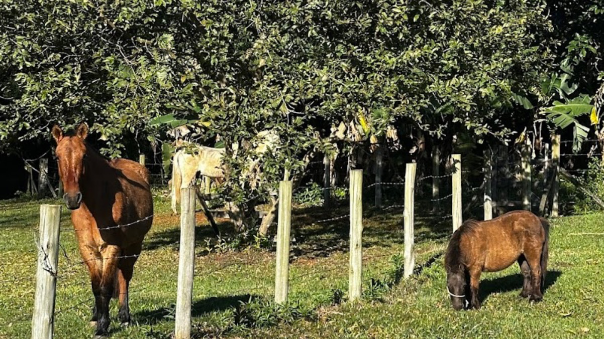 Fazendinha Criciúma | Criciúma (Ingresso)