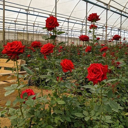 Ibiapaba Explorer - Tour Natureza com Rosas