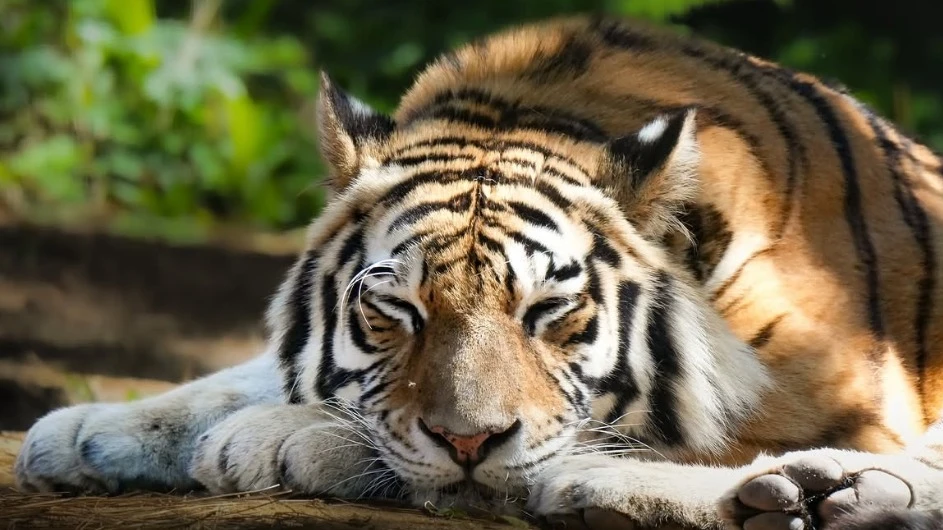 Zooparque | Itatiba