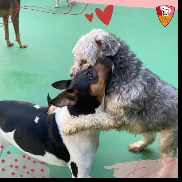 Club Pet - Barra (Hospedagem)