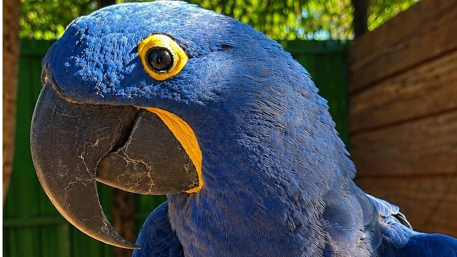 Zoo Casa Das Araras | Ody Park