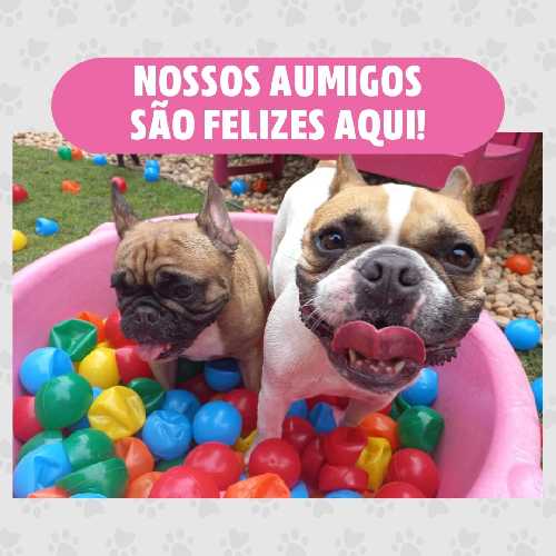 Pet Lover Pet Shop (Creche) 