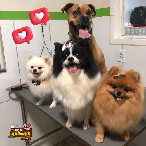 Pet Shop Dos Animais | Búzios (Serviço)