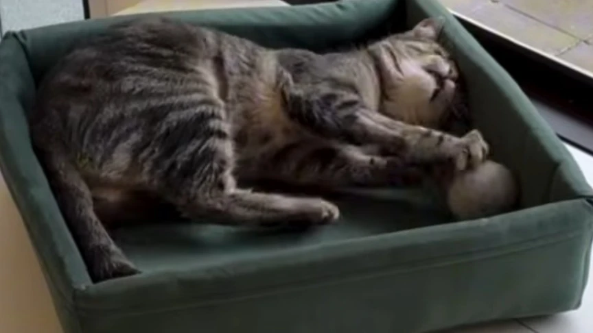 Woolieverso Cat Store