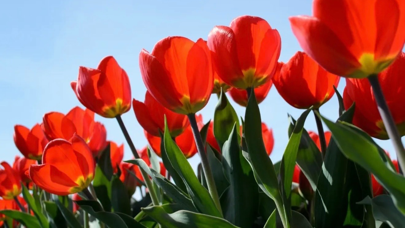 Bloemen Park | Holambra