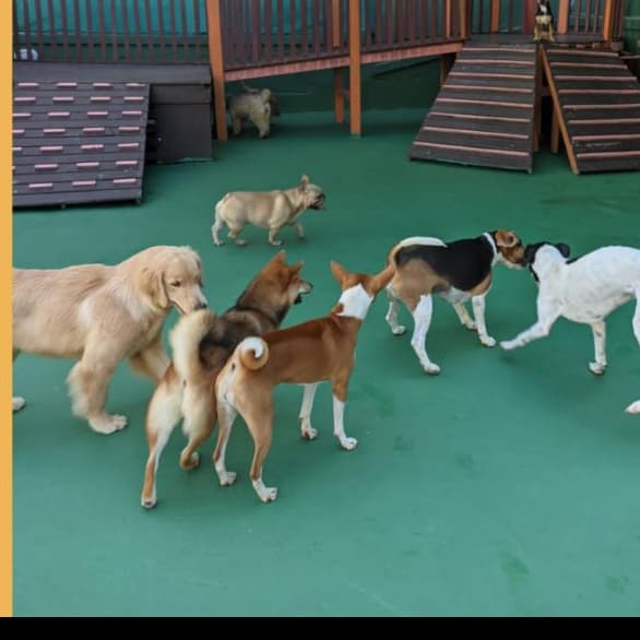 Club Pet - Leblon (Hospedagem)
