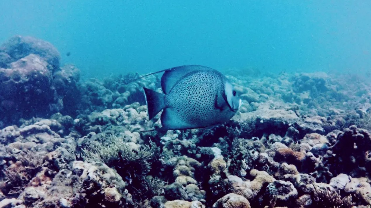 Aqua Planet Mergulho 