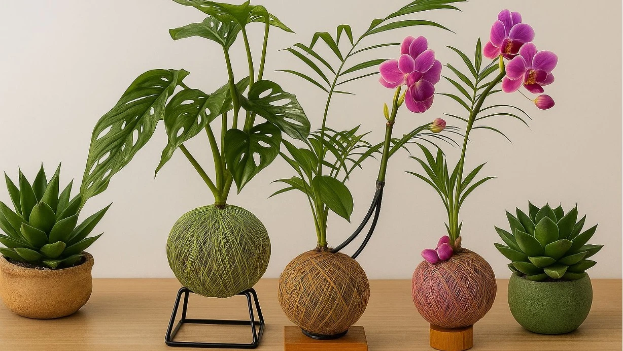 Ai, Que Kokedama