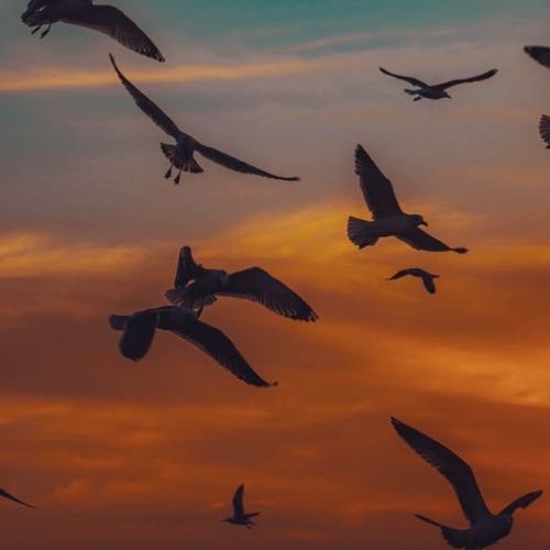 Aruá (BIRDWATCHING)